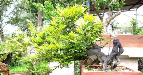 黑骨茶晒太阳后会有什么变化？晒太阳对黑骨茶有什么影响？