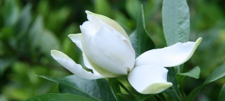 栀子花的美丽与意义（探秘栀子花的花语与寓意）