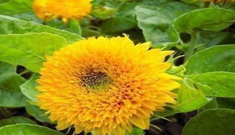 向日葵花语是什么?它代表了哪些意义?