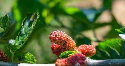 桑葚长什么样子？如何辨别成熟桑葚？