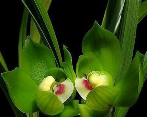 兰花的象征意义及其文化内涵（传承千年的高雅之花）