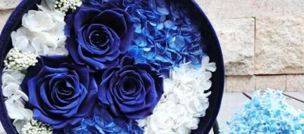 蓝色妖姬（揭秘蓝色妖姬的花语及其寓意）