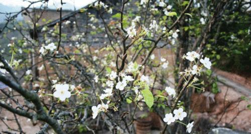 梨树几月开花结果？什么时候开花结果？