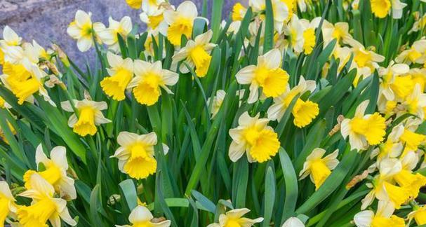 水仙花的寓意与象征意义（探索水仙花在文化中的独特地位）