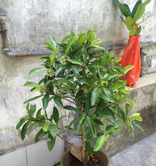 山竹生长在哪里?热带雨林还是温带地区?