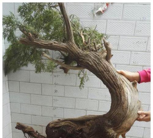 崖柏怎么养长的好?养护技巧与常见问题解答?