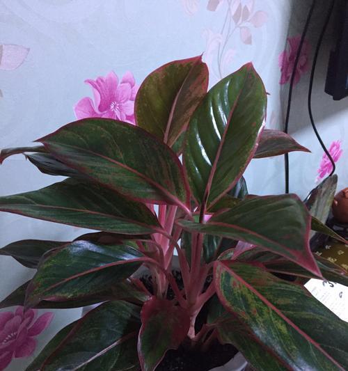 万年青（探寻万年青的神秘与荣光）