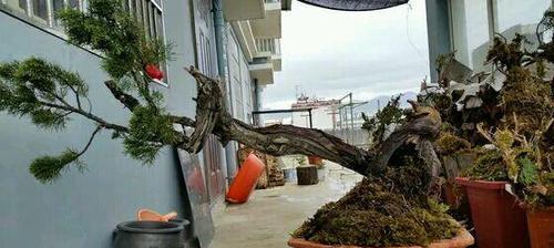 崖柏怎么养长的好？养护技巧与常见问题解答？