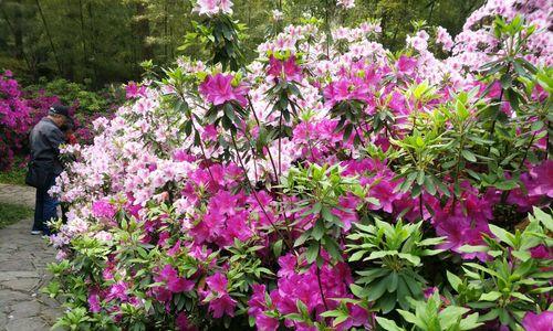 黄山市花杜鹃花的象征与意义（黄山市的花卉之王——杜鹃花的美丽传说和文化底蕴）