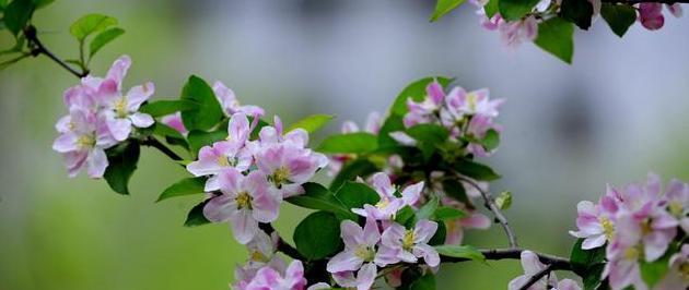 海棠花的象征意义与花语解读（探寻海棠花的文化内涵与心灵启示）