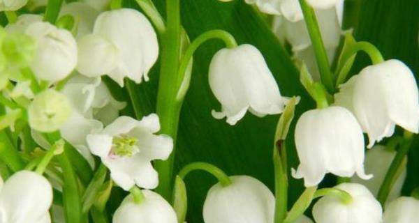 铃兰花几月份种植最合适?如何确保高成活率?