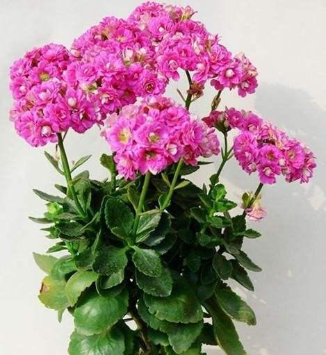 长寿花是否适宜阳光直射？如何正确养护避免晒伤？