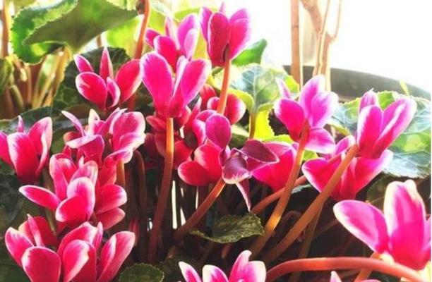 仙客来不开花怎么办?如何促进开花和解决不开花问题?