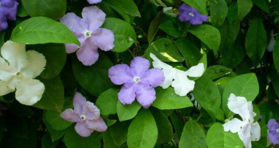 忠诚之花（探寻世界各地象征忠诚的植物群落）