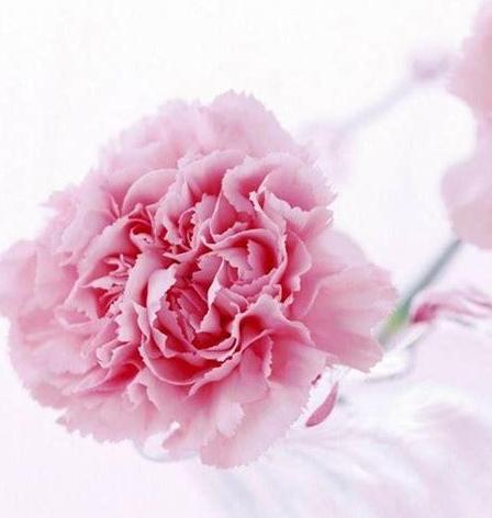 感恩感谢的花语——以康乃馨为例（康乃馨传递的感恩之意）