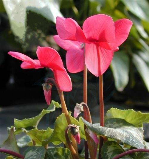 仙客来花语和寓意（探索花朵背后的美丽内涵）