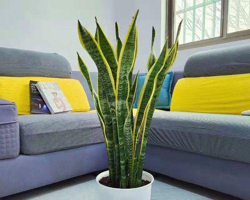 虎皮兰的寓意与象征风水（绿叶花纹中蕴含的福运与财富）