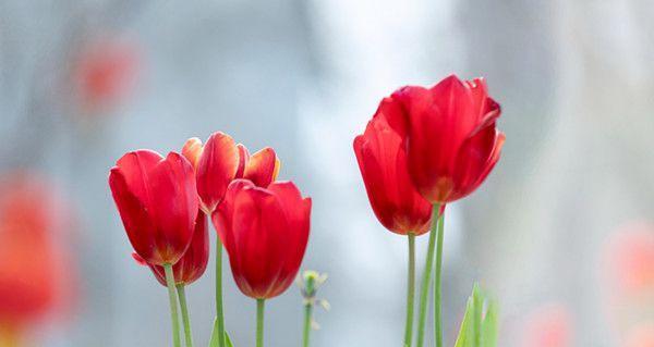 郁金香种植时应该注意温度吗？怕冷还是怕热？