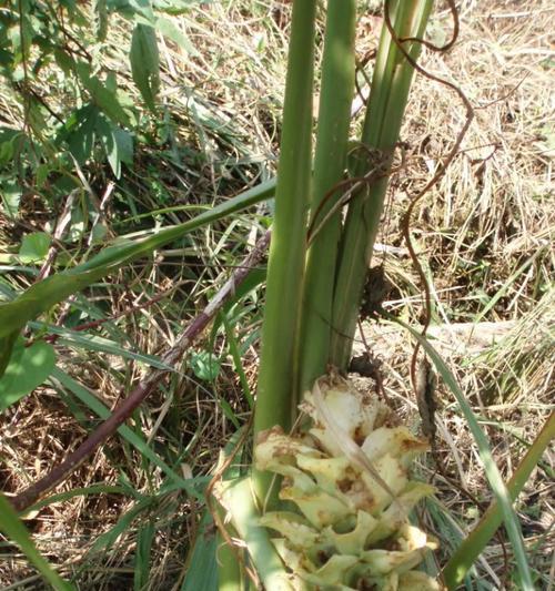 郁金香种植时应该注意温度吗？怕冷还是怕热？