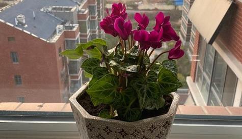 郁金香种植时应该注意温度吗？怕冷还是怕热？