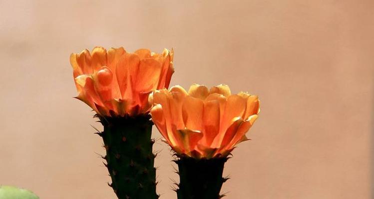 仙人掌之美（探寻仙人掌所蕴含的意义与智慧）