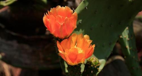 仙人掌之美（探寻仙人掌所蕴含的意义与智慧）