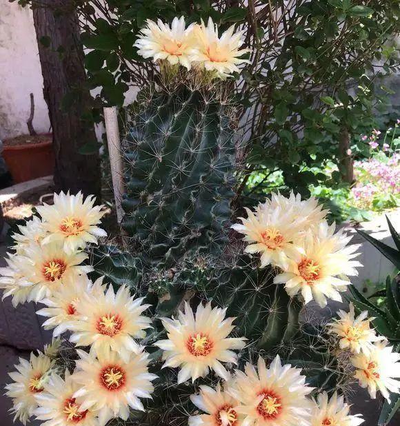 仙人掌之美（探寻仙人掌所蕴含的意义与智慧）