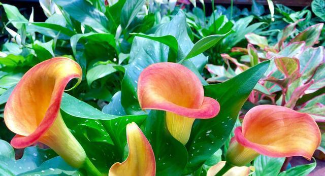 马蹄莲冬季护理方法是什么？如何确保马蹄莲安全越冬？