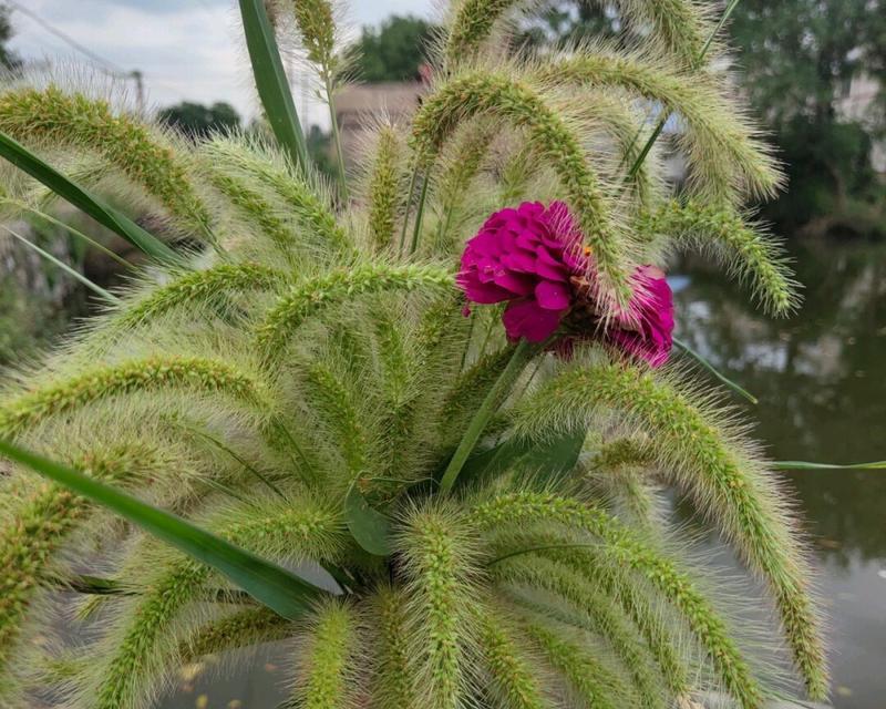 狗尾巴草的寓意与生活智慧（探寻自然奥秘）