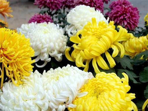 菊花的花语与寓意（探寻菊花的意义与象征）