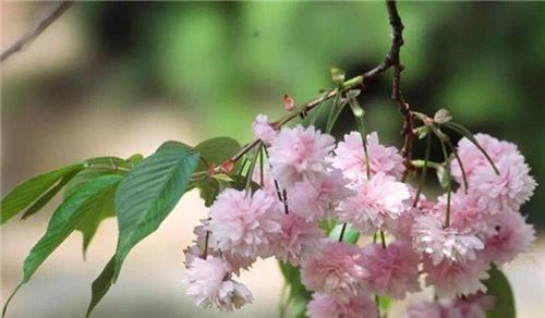 探寻樱花的花语之美(深入解读樱花的情感寓意)