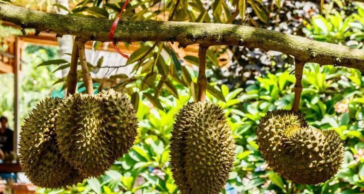 榴莲（探索榴莲的香味、文化和医疗价值）