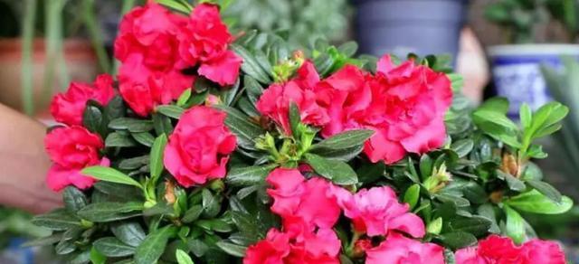 杜鹃花（以杜鹃花的寓意探索人生的变化与转变）