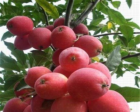 鸡心果开花时间是什么时候？如何促进开花结果？