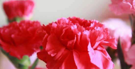 康乃馨花语（探寻康乃馨的花语及其代表的含义）