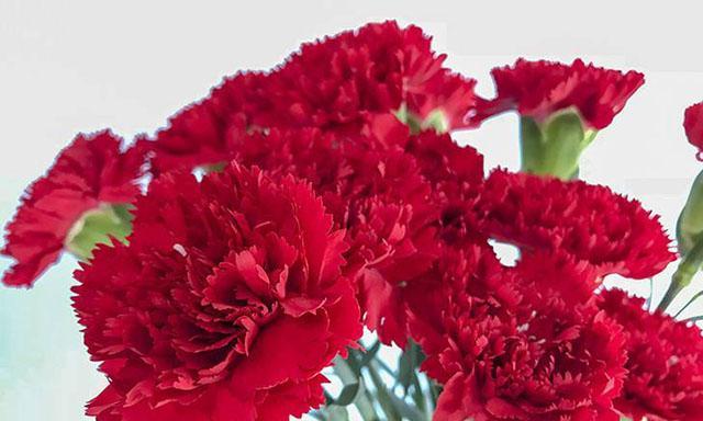 康乃馨花语（探寻康乃馨的花语及其代表的含义）