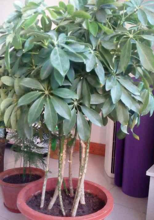 鸭脚木（以鸭脚木的寓意探寻生命的美好与灵感）