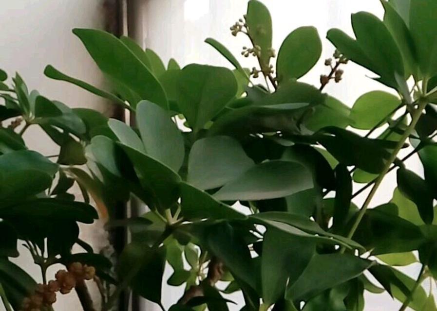 鸭脚木（以鸭脚木的寓意探寻生命的美好与灵感）