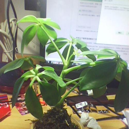 鸭脚木（以鸭脚木的寓意探寻生命的美好与灵感）