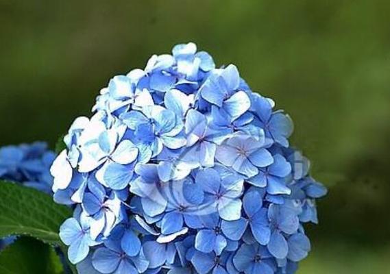 恋人之花语——以玫瑰为主题的花语（用玫瑰传递恋人之情）