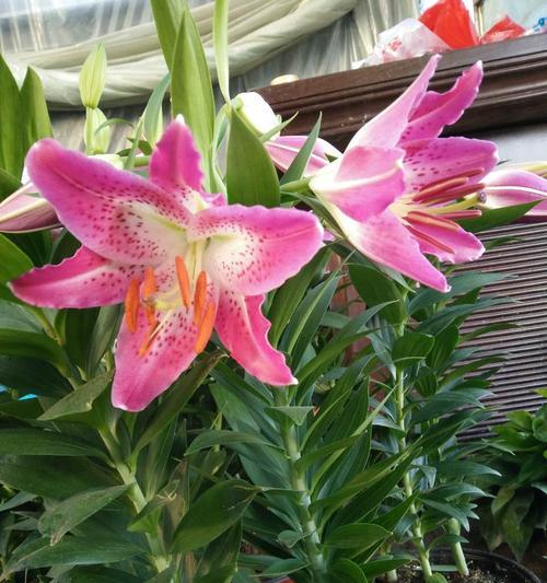 香水百合浇水频率是多少?如何正确浇水? 香水百合浇水频率是多少?如何正确浇水?