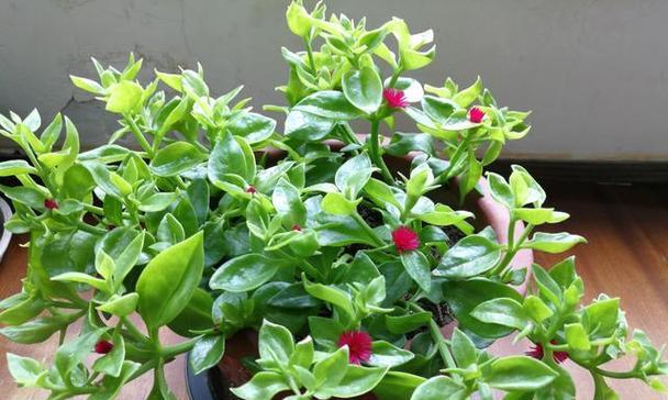 以玫瑰花代表爱情——浪漫与深情并存（玫瑰花的象征意义与文化背景）