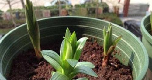 香水百合浇水频率是多少?如何正确浇水? 香水百合浇水频率是多少?如何正确浇水?