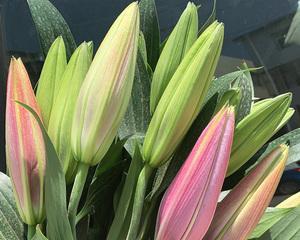 香水百合浇水频率是多少?如何正确浇水? 香水百合浇水频率是多少?如何正确浇水?