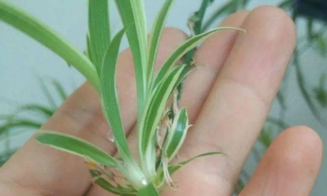 兰花扦插方法是什么？如何提高成活率？