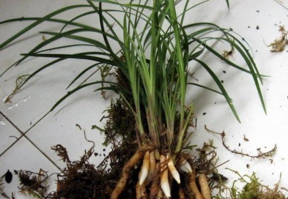 兰花扦插方法是什么？如何提高成活率？