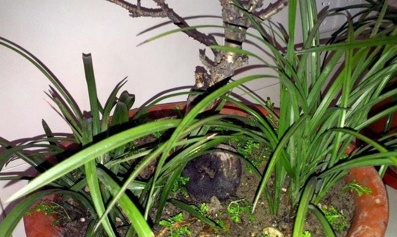 兰花扦插方法是什么?如何提高成活率?