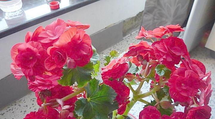 丽格海棠花语与寓意（探寻丽格海棠的含义与象征）