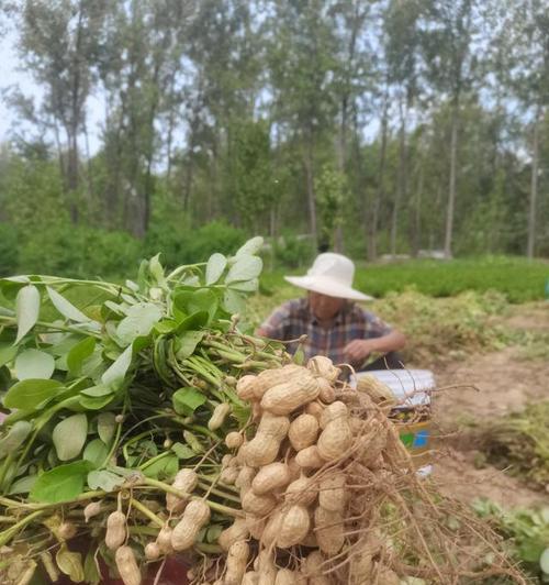 花生是粮食作物吗？它的营养价值和用途有哪些？