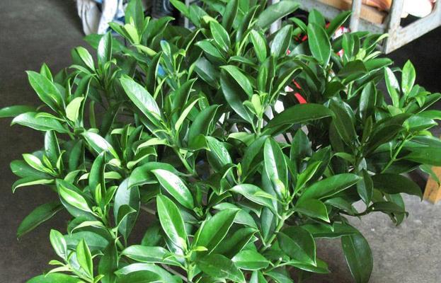 金蝉花的花语与其寓意（探寻金蝉花的神秘花语）